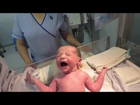 el-nacimiento-de-algodon-de-azucar