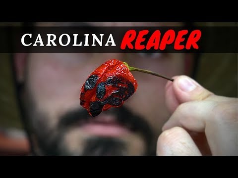 el-chile-mas-picante-del-mundo-la-capital