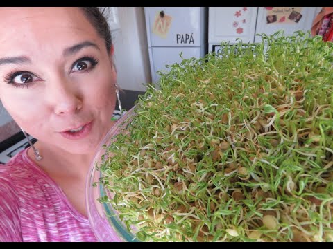 como-hacer-germinado-de-lentejas-para-comer