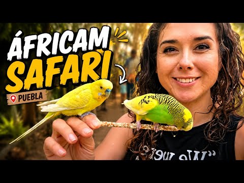 paseando-por-africam-safari