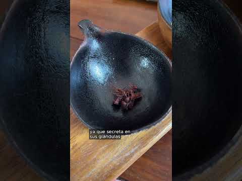 como-se-alimentan-en-el-amazonas-ciencia-y-cocina